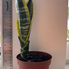 Snake plant