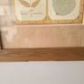 Large Framed Botanical Print Leaf Albums Wood Frame Image 2