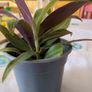plant tradescantia Image 5