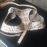 dog Image 4