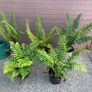 large ornamental ferns - dryopteris wallichiana Image 2