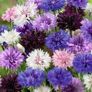 Cornflower seeds in Blue, Black or Mixed Image 2