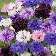 Cornflower seeds in Blue, Black or Mixed
