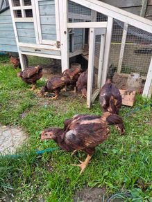 chicks