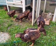chicks