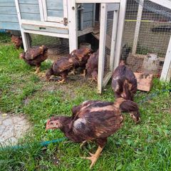 chicks