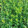 Box Hedging Image 6
