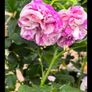 garden plants Image 3