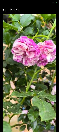 garden plants