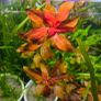 aquarium plants Image 3