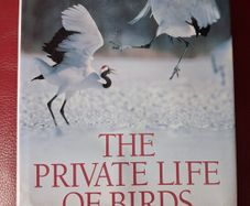 The Private Life of Birds Michael Bright / 1993