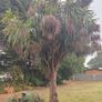 Cordyline Tree Image 2