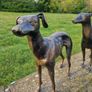 Pair of greyhounds Image 2