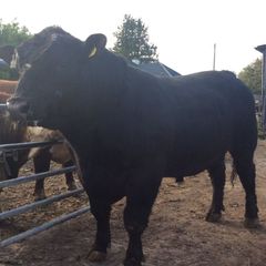 Pedigree Angus Bulls