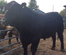 Pedigree Angus Bulls