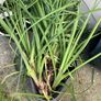 Free kniphofia (red hot pokers) Image 3