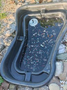 fish pond