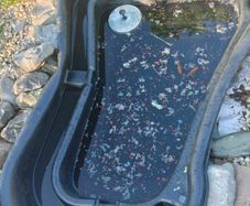 fish pond