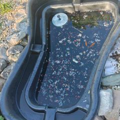 fish pond