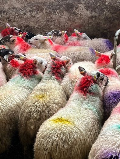 20 super brokie ewe lambs