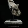 Museum quality replica of a silverback gorilla skull on custom stand Image 2