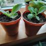 Houseplant Mother of Thousands Image 2