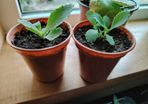 Houseplant Mother of Thousands