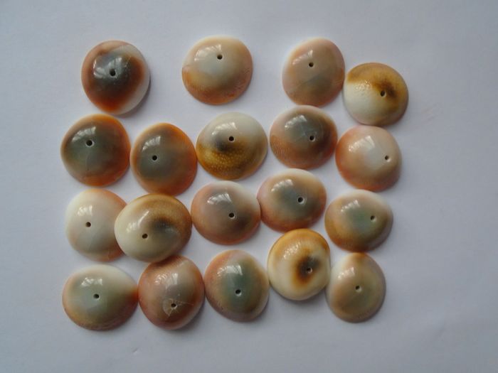 Jewellery making supplies, Beads. Shiva eye shell beads.Shell beads,Craft supplies