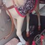 Lori Doll Horse Collection Image 2