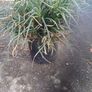 Festuca Grass Plant Image 5