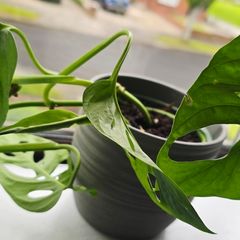 Monstera adansonii - Monkey