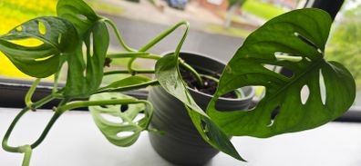 Monstera adansonii - Monkey
