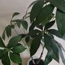 Plant decor Image 2