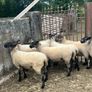 Speckled hoggets Image 2
