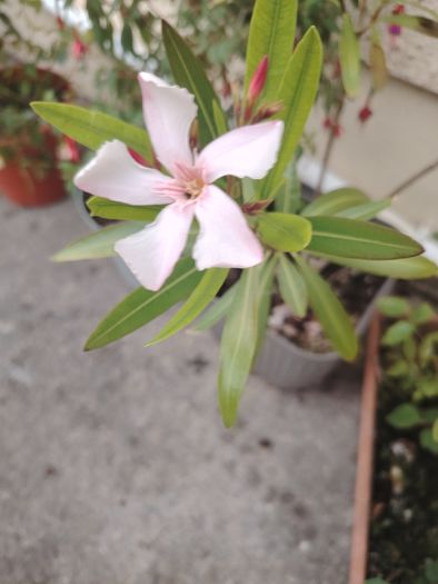 Nerium Oleander PINK