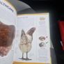 Keeping Pet Chickens: Bring your garden to life and enjoy the bounty of fresh... (Hardcover) Image 9