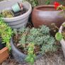 garden clear out Image 2