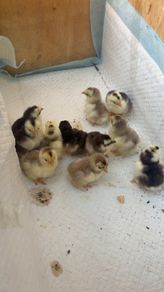 chicken