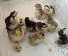 chicken