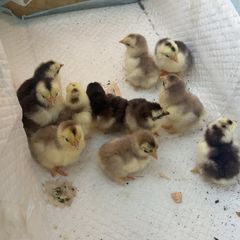 chicken