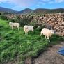 Ewe Lambs Image 9
