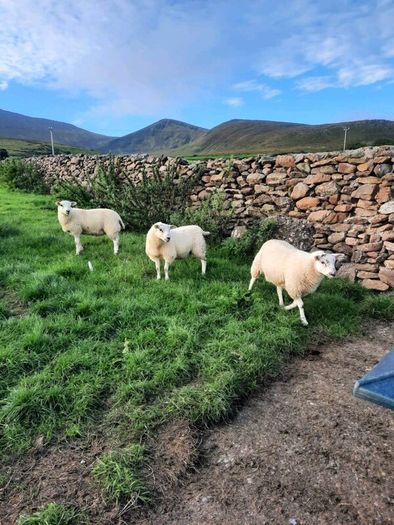 Ewe Lambs