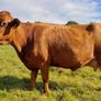 Red Dexter Cow for sale Image 3
