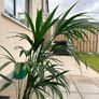 Kentia palm Image 2