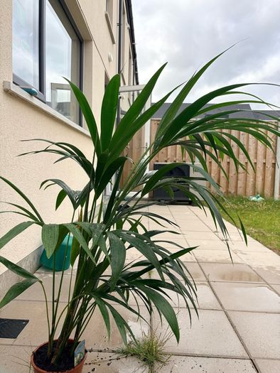 Kentia palm