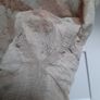 Eco-print 2XXL Silk Shirt (men's cut) Image 7