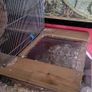 gerbils with cage Image 5
