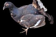 Taxidermy Black Grouse