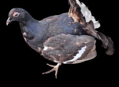 Taxidermy Black Grouse
