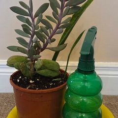 Mix of plants